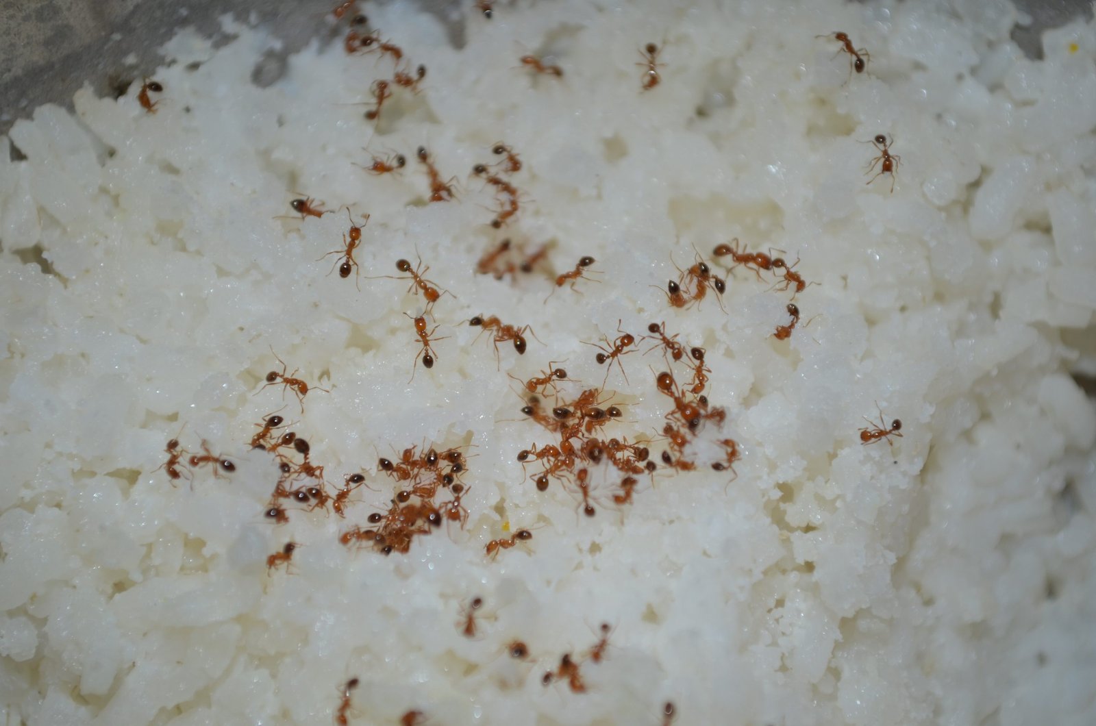 Hormigas en la despensa Aquí le mostramos cómo desterrar estas plagas