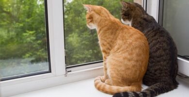 Cómo alimentar a los gatos al aire libre durante las vacaciones