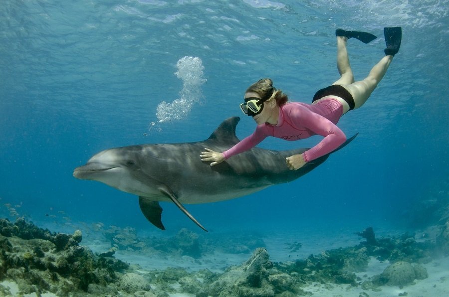 Los 3 mejores lugares para nadar con delfines en Jamaica