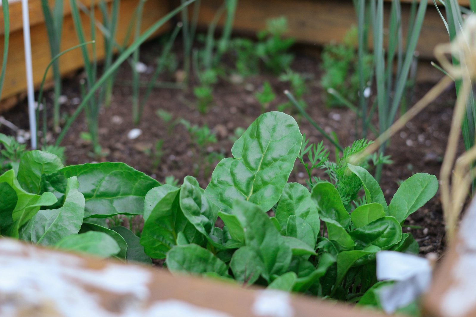 Los MEJORES árboles para plantar en tu jardín