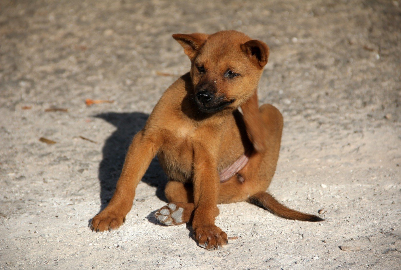 ¿Cómo proteger a su perro de la enfermedad de Lyme?  perro marrón