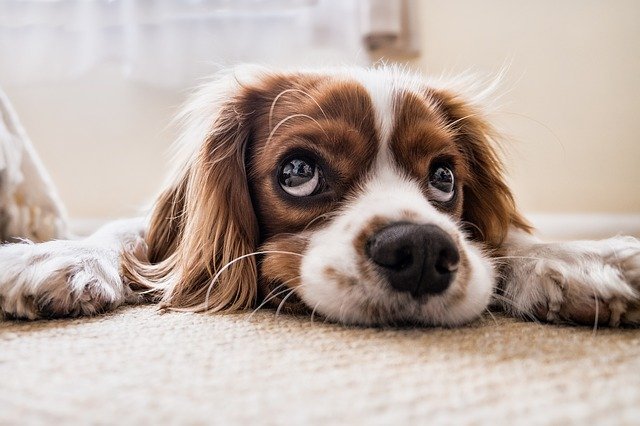 ¿Qué tamaño de dosis de Yunnan Baiyao debería darle a su perro enfermo?